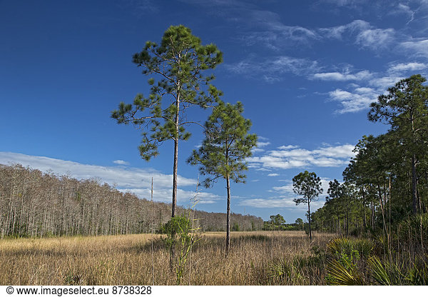 Feuchtwiesen  Corkscrew Swamp Sanctuary Naturschutzgebiet der National Audubon Society  Naples  Florida  USA