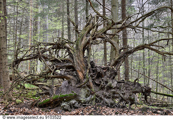 Fichte, Tanne, fallen, fallend, fällt, Wurzel, Bayern, Deutschland, Nationalpark Bayerischer Wald