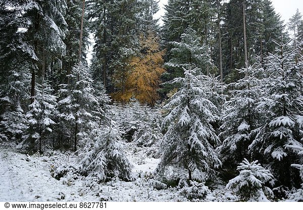 Fichte  Tanne  Winter  Baum  Landschaft  Wald  Norwegen  Bayern  Deutschland  Oberpfalz