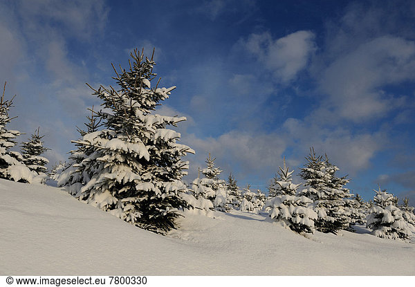 Fichte  Tanne  Winter  Tag  Landschaft  Schnee  Norwegen  Bayern  Deutschland  Oberpfalz