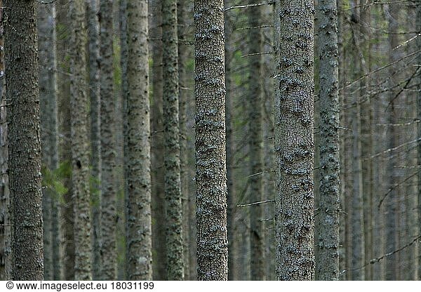 Fichten  Europäische Fichte (Picea abies) mit Flechten bewachsene Baumstämme in Nadelwäldern