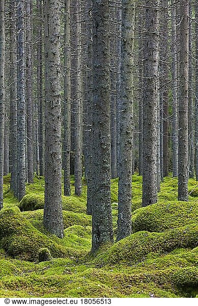 Fichten  Europäische Fichte (Picea abies) mit Flechten bewachsene Baumstämme in Nadelwald mit Moosteppich