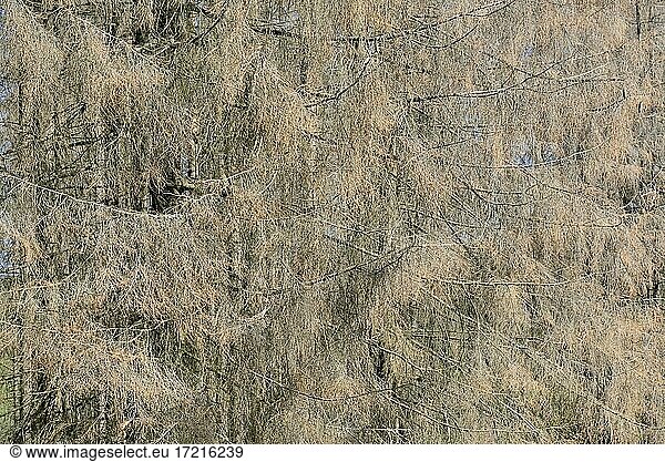 Fichten (Picea abies)  abgestorbene Bäume durch Trockenheit und Borkenkäferbefall  Naturpark Arnsberger Wald  Nordrhein-Westfalen  Deutschland  Europa