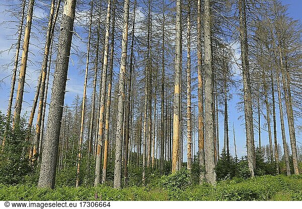 Fichten (Picea abies)  abgestorbene Bäume durch Trockenheit und Borkenkäferbefall  Siegerland  Nordrhein-Westfalen  Deutschland  Europa