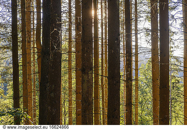 Fichten (Picea abies) im Bayerischen Wald
