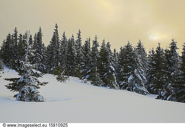Fichtenwald (Picea) mit Schnee bei Sonnenuntergang  Hochwechsel  Steiermark  Österreich  Europa