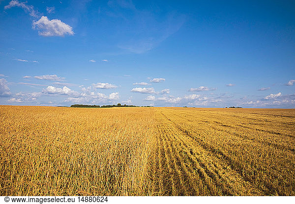 Field landscape of wheat field partly harvested