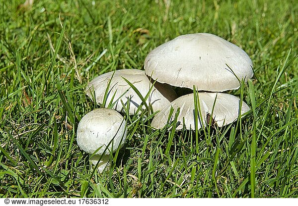 Field mushroom (Agaricus campestris)