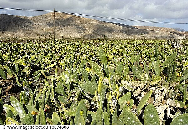 Field of cacti  Jardin de Cactus  cactus garden  Guatiza  Lanzarote  Canary Islands  Spain (Opuntia howeyi)
