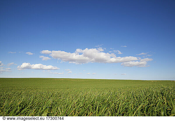 Field of cultivation  during spring  in Aragon  Spain.