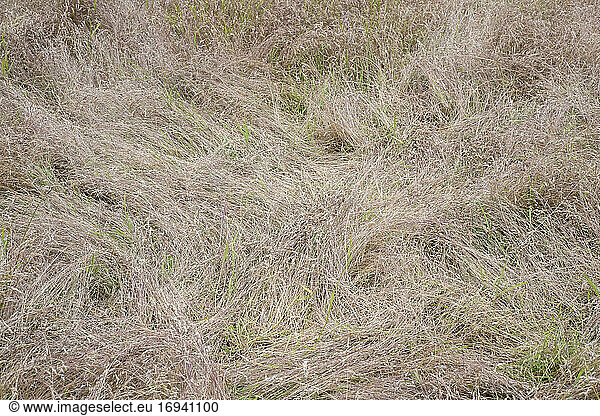 Field of dry summer grasses.