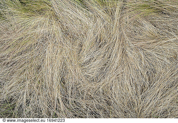 Field of dry summer grasses.