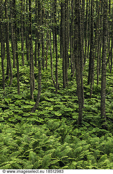 Field of fern in the forest