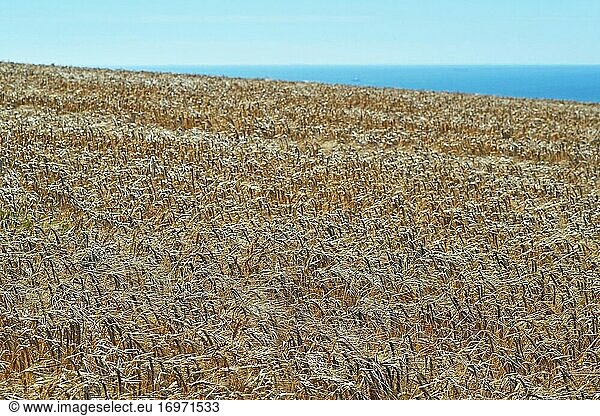 Field of grain and English Channel.