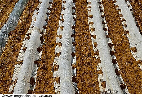 Field of lettuce covered with white tarpaulin on red earth  graphic photograph  Symmetry in Agriculture  Spain  Europe