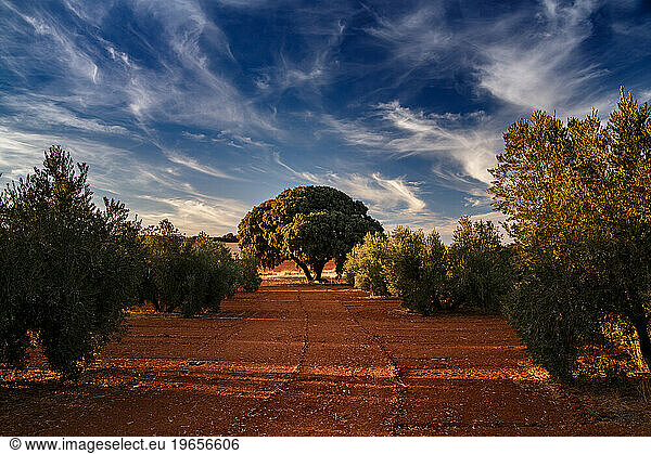 field of olive trees with oak in the background