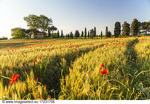 Field of poppies and old abandoned farmhouse  Tuscany  Italy