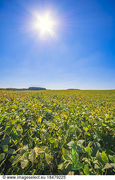 Field of soybean in front of blue sky on sunny day