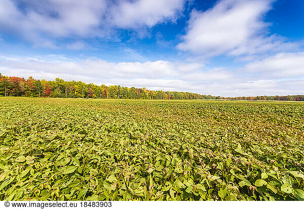 Field of soybean in front of sky on sunny day