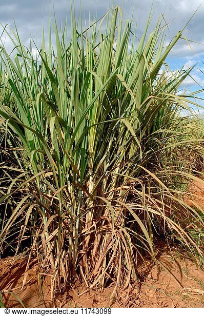 Field of Sugar Cane  Mumias  Kenya Africa. (Photo by: Wayne Hutchinson/Farm Images/UIG)