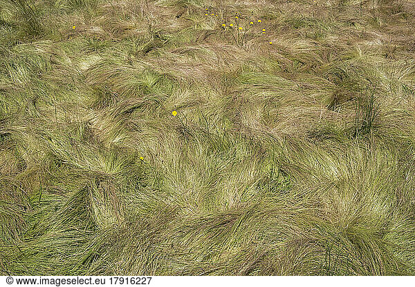 Field of windswept  wild grasses in summer  close up of long grass  overhead view.
