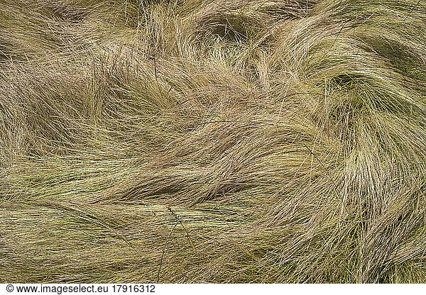Field of windswept  wild grasses in summer  close up of long grass  overhead view.