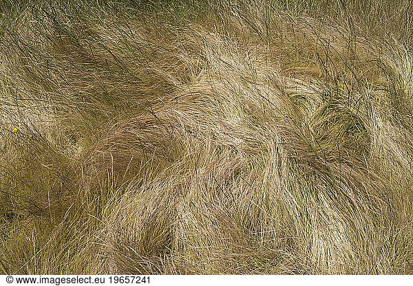 Field of windswept  wild grasses in summer  close up of long grass  overhead view.