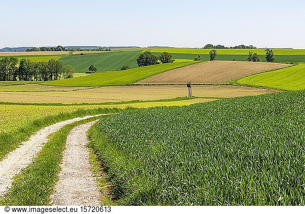 Field path  agricultural landscape near Waldzell  Hausruckviertel  Upper Austria  Austria  Europe