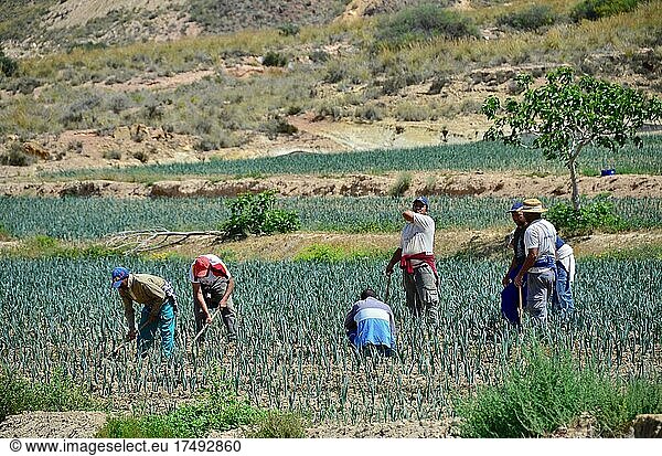 Field workers harvesting onions  Andalusia  Spain  Europe