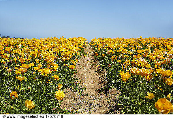 Fields of Ranunculus Blooming in California
