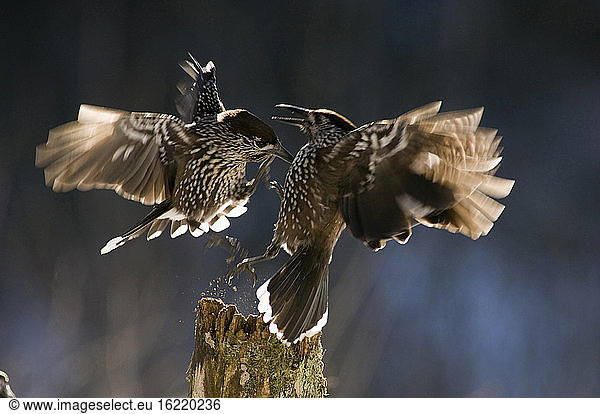 Fighting nutcrackers  Nucifraga caryocatactes