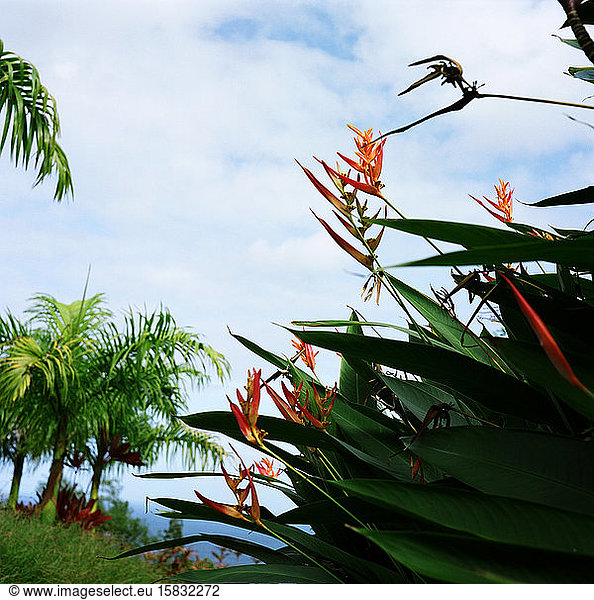 Film  Medium Format  Heliconia in Maui Hawaii