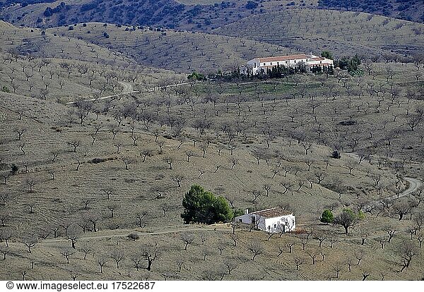 Finca in the middle of a bare almond plantation in hilly landscape  Velez Rubio  Andalusia  Spain  Europe