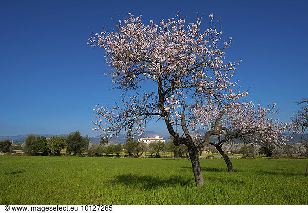 Finca und blühende Mandelbäume bei Alaro  Tramuntana  Mallorca  Balearen  Spanien  Europa