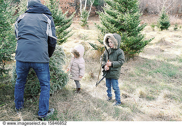 Finding the right Christmas tree.