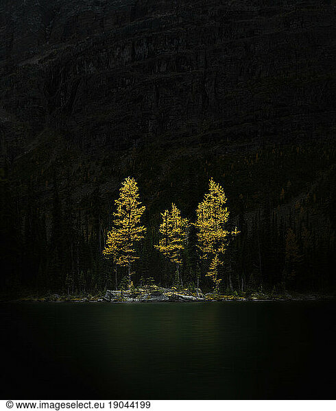 Fine art photo of larch trees on the shores of Lake Mary