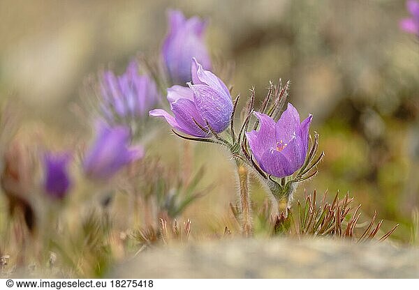 Finger-Kuhschelle (Pulsatilla patens) blüht  Yukon  Kanada  Nordamerika
