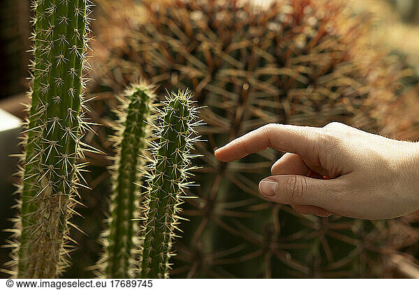 Finger of woman touching green cactus