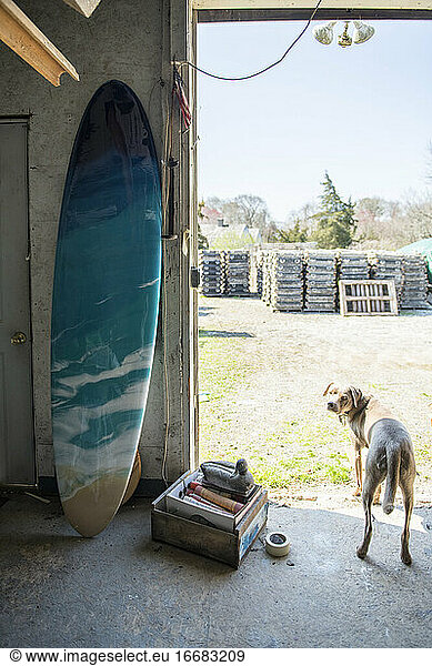 Finished resin artwork surfboard and barn dog at homemade art studio