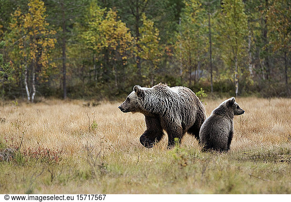 Finland,  Kuhmo,  Brown bear cub (Ursus arctos) sitting beside mother in autumn taiga