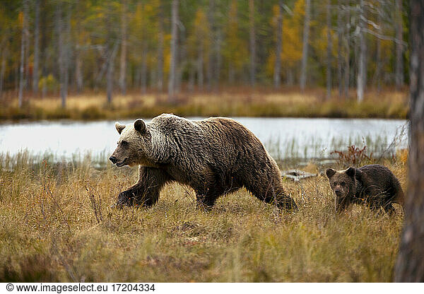 Finland,  Kuhmo,  North Karelia,  Kainuu,  Brown bear (Ursus arctos) female with cub walking in field