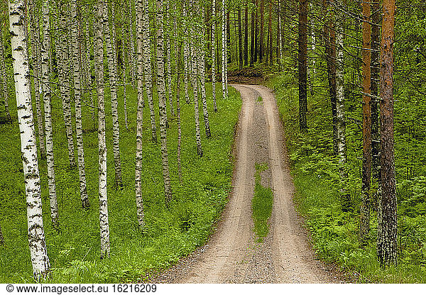 Finland  Birch forest  Track