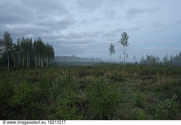 Finland  Birch trees  Scenery with fog