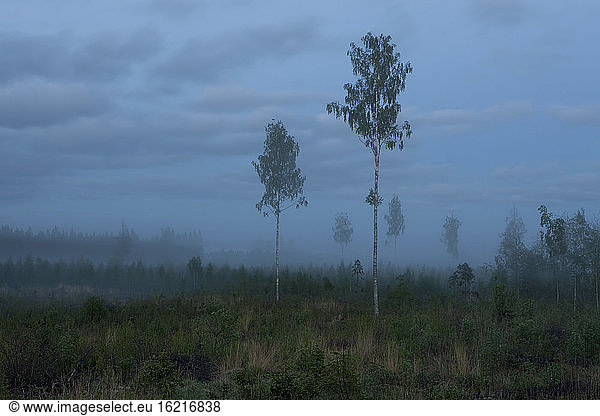 Finland  Birch trees  Scenery with fog