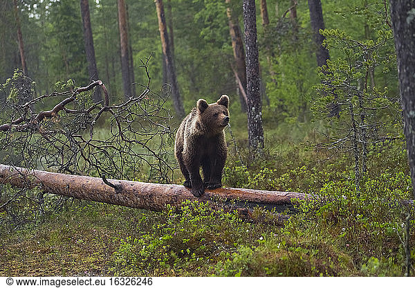 Finland  brown bear  Ursus arctos  standing on tree trunk