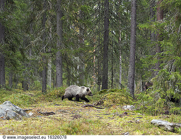 Finland Kainuu young brown bear