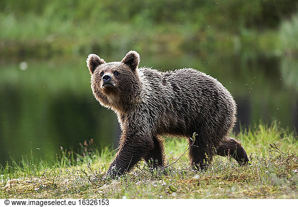 Finland  Kuhmo  brown bear