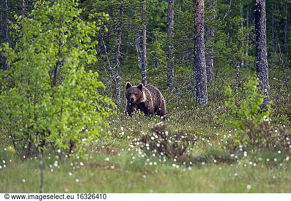 Finland  Kuhmo  brown bear