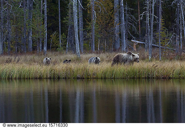 Finland  Kuhmo  Brown bear (Ursus arctos) family walking along lakeshore in autumn taiga