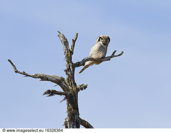 Finland  Kuhmo  hawk owl  Surnia ulula  perching on branch